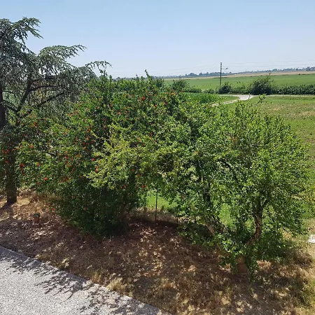 Al Vecchio Rustico Voghenza